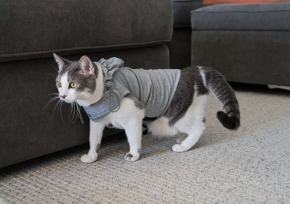 EMF Pet Vest on a very small cat